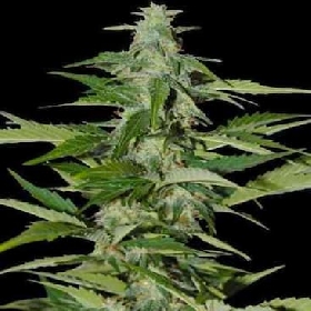 Auto Amnesia Haze CBD > Linda Seeds